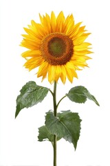 Obraz premium Single sunflower against white background (2)