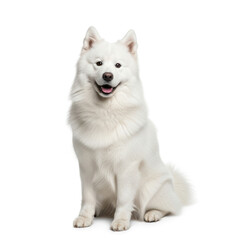 white terrier puppy