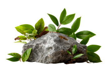 Textured grey boulder with vibrant green leaves against a pure white background