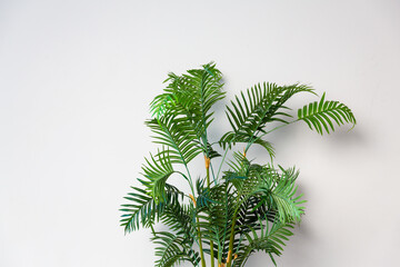 Realistic palm tree yucca leaves close up on a white wall office background.