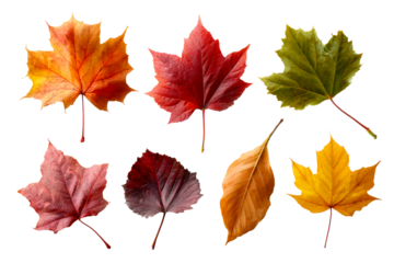 Autumn leaves on clear background
