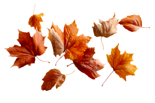 Colorful autumn leaves on clear bg