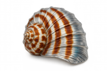 Close-up of a beautiful, large, striped seashell isolated on a transparent background, showcasing its intricate patterns and textures