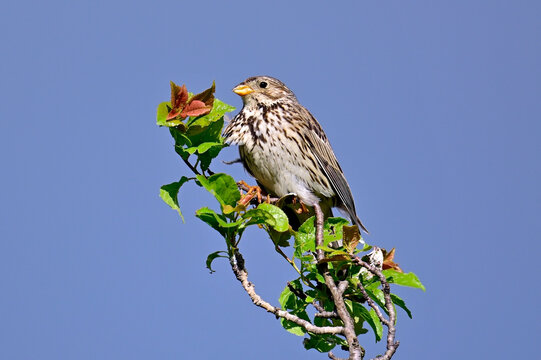 Grauammer // Corn bunting (Emberiza calandra) - Prespasee, Albanien