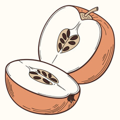 Sliced apple illustration featuring seeds and a stem, showcasing a close-up view of fruit sections, perfect for healthy eating content