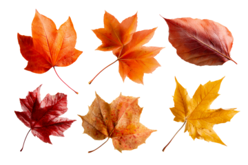 Fall leaves collection on clear background
