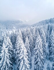 Snowy pine forest from above