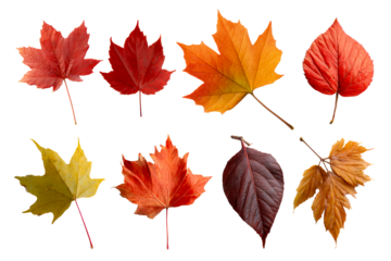 Autumn leaves on clear background