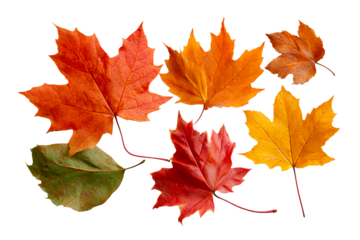 Vibrant autumn leaves shades of orange, red