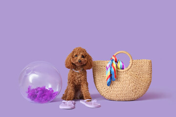 Cute Toy Poodle dog with inflatable ball, flip flops and wicker bag on lilac background