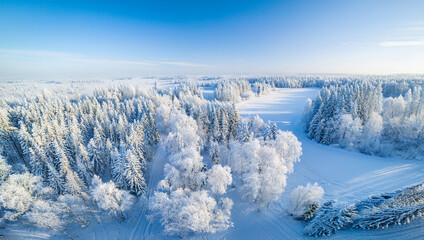 Obraz premium winter landscape with snow covered trees