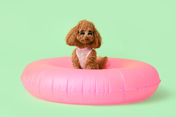 Cute Toy Poodle dog in sunglasses with inflatable ring on green background