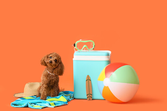 Cute Toy Poodle dog with inflatable ball, beach cooler, mini surfboard and swimming mask on orange background - Powered by Adobe