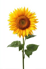 Fototapeta premium Single sunflower with vibrant yellow petals and green leaves against a white background (1)