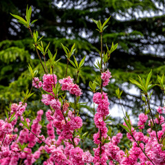 Branches of cherry blossoms in the park in summer.