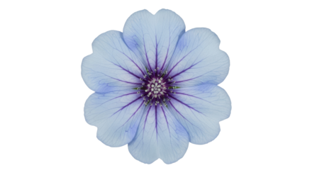 Isolated Light Blue Flower