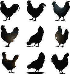 Chicken silhouette vector illustration, farm animal poses collection, black poultry artwork, hen and rooster design, walking pecking standing chicken graphics