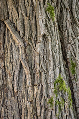 Closeup of natural tree bark with rough cracked surface and green moss symbolizing ecological balance, forest conservation, sustainability and organic environment. Eco texture and natural resource