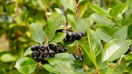 Cluster of ripe, dark purple chokeberries - Aronia berries, on branch with green leaves. Berries are plump and ready for harvest Organic and fresh nature, superfoods, healthy eating, gardening.