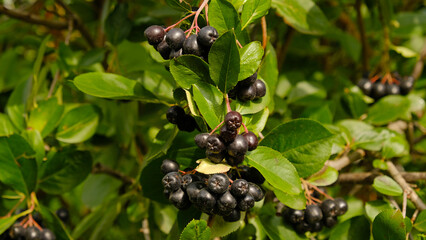 Cluster of ripe, dark purple chokeberries - Aronia berries, on branch with green leaves. Berries are plump and ready for harvest Organic and fresh nature, superfoods, healthy eating, gardening.