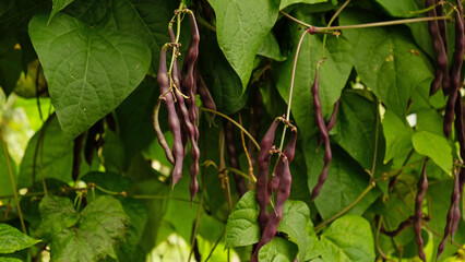 Cluster of fresh purple string beans hanging from leafy vine in garden. Purple color of beans and...