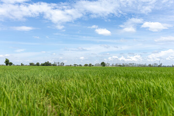 Obraz premium Expansive vibrant green field under a clear blue sky adorned with fluffy white clouds, a serene agricultural landscape.