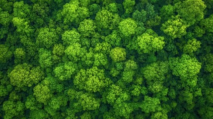 Naklejka premium Aerial view of lush green forest with vibrant trees