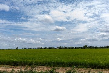 Expansive Green Rice Fields Under a Bright Blue Sky with Fluffy Clouds, a Serene Rural Landscape