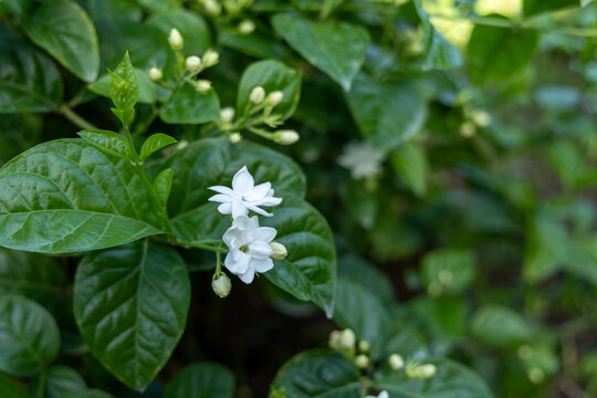 Close-up of delicate white jasmine flowers and buds amidst vibrant green foliage in natural light.