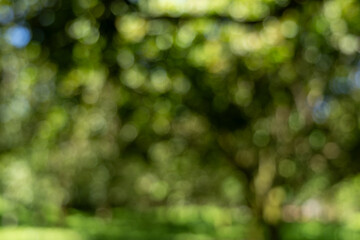 Soft focus green leaves and dappled sunlight create a tranquil, abstract nature bokeh background.