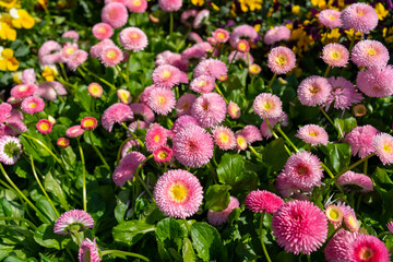 Field of delicate pink daisies (Bellis perennis) in full bloom, creating a vibrant seasonal floral background © TatiG