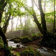 Misty forest stream. Lush greenery and sunlight peek through the trees
