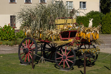 Decorated wooden wagon with yellow corn cobs, dried grass and rustic plants used as traditional...