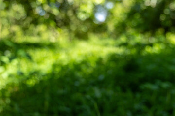 Fototapeta premium Vibrant Green Bokeh Background: Soft Focus Sunlight Through Lush Foliage, Capturing Tranquil Natural Beauty.