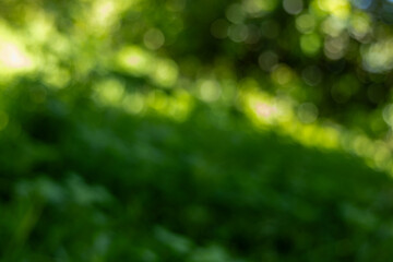 Obraz premium Vibrant Abstract Green Background with Beautiful Sunlit Bokeh Lights and Soft Blurred Natural Foliage Texture