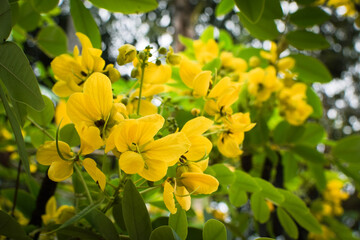 Beautiful Yellow Blooms on Tree with Green Leaves, Nature Springtime Floral Background. Close-up of Vibrant Yellow Flowers in Full Bloom, Tropical Garden Nature Scene. Bright Yellow Blossoms on Green
