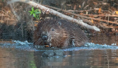 otter in the water