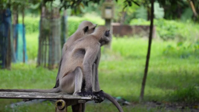 group of Northern Plains Gray Langurs or black face monkey sitting on wooden table 