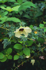 Beautiful Yellow Blooms on Tree with Green Leaves, Nature Springtime Floral Background. Close-up of Vibrant Yellow Flowers in Full Bloom, Tropical Garden Nature Scene. Bright Yellow Blossoms on Green
