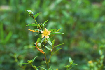 Obraz premium Beautiful Yellow Blooms on Tree with Green Leaves, Nature Springtime Floral Background. Close-up of Vibrant Yellow Flowers in Full Bloom, Tropical Garden Nature Scene. Bright Yellow Blossoms on Green