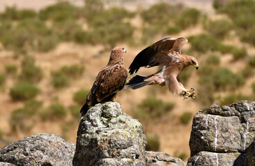 Joven aguila imperial en la sierra abulense
