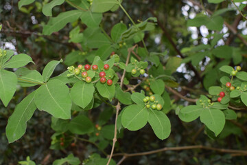 Close-Up View of a Plant with Clusters of Bright Red Berries and Lush Green Leaves in a Natural Forest Setting. Vibrant Red Berries Growing on Green Bushy Plant in Tropical Garden During Daylight