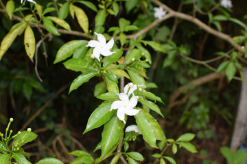 Small Green Plants Aesthetic. Clean and Fresh Nature Vibes That Will Wow You. Minimal Green Plants Inspiration - Beautiful Small Plant Decor and Natural Freshness. Stunning Small Green Plants