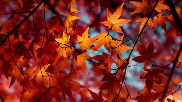 Sunlit Autumn Leaves.Autumn forest natural landscape.Closeup