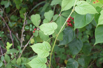 Close-Up View of a Plant with Clusters of Bright Red Berries and Lush Green Leaves in a Natural Forest Setting. Vibrant Red Berries Growing on Green Bushy Plant in Tropical Garden During Daylight