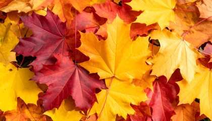 Fototapeta premium Autumn leaves background