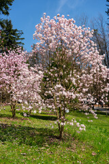 Scenic view of blooming magnolia trees with delicate pink and white flowers under blue sky in spring. Concept of beauty, freshness, and seasonal joy