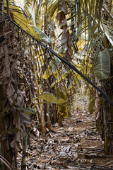 Lost in the Heart of a Banana Grove. A banana plantation growing irregularly. Surrounded by Towering Banana Plants. A Serene Escape to the Heart broken of a Banana Grove. Asian Irregular agriculture