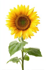 Obraz premium Single sunflower with vibrant yellow petals and green leaves