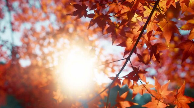Sunlit Autumn Leaves.Autumn forest natural landscape.